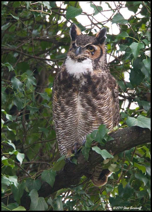 _1SB4406 great-horned owl.jpg